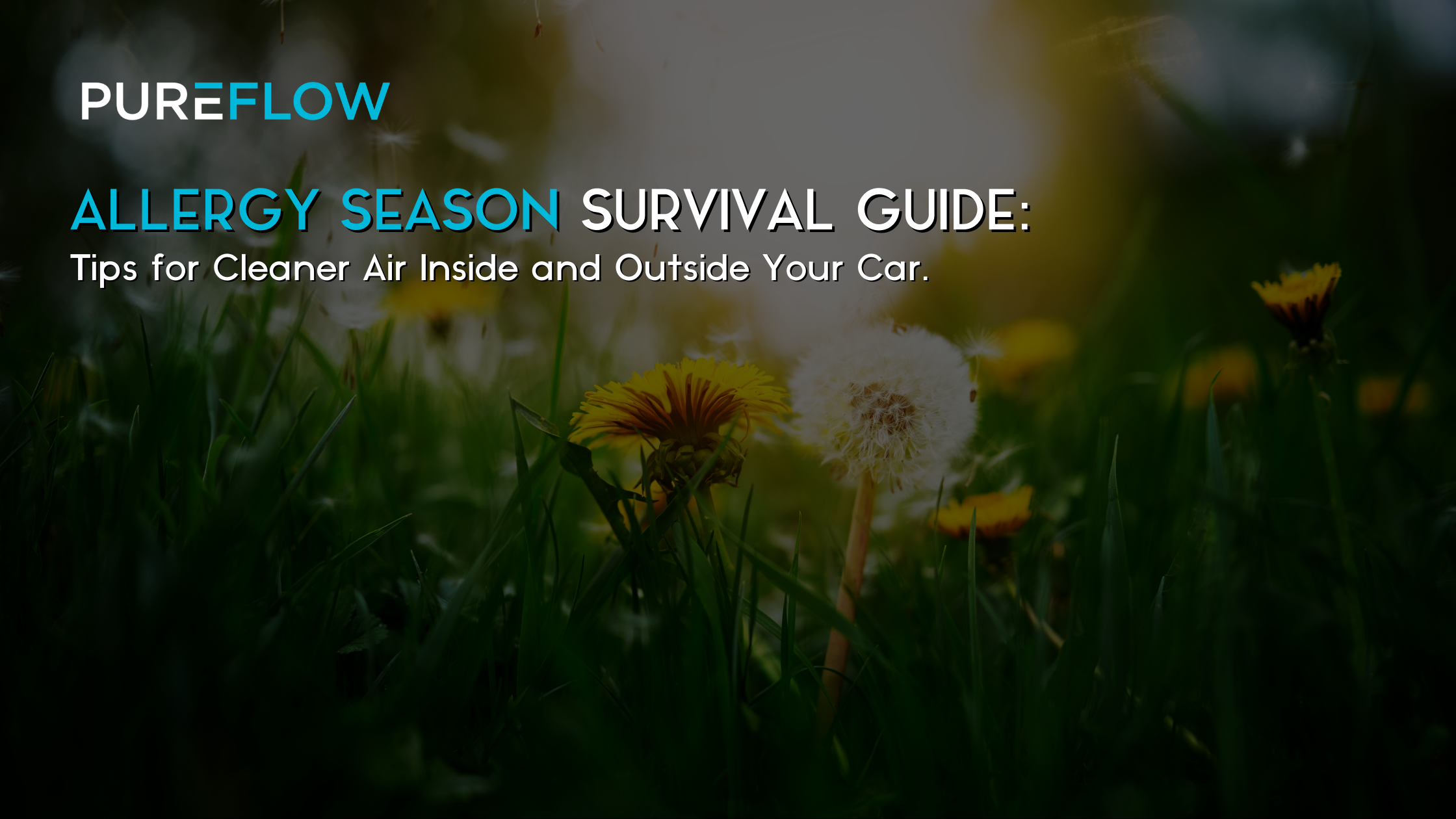 Allergy Season Survival Guide: Tips for Cleaner Air Inside and Outside Your Car